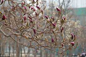 صور ورد احمر على غصن شجرة. ÙÙ ÙØ°Ù Ø·Ø§Ø¦Ø± ØµØºÙØ± ÙÙÙ Ø¹ÙÙ ØºØµÙ Ø§ÙØ´Ø¬Ø±Ø© Ø£Ù Ø²ÙØ±Ø© ÙÙ ØªØµØ¯Ù Ø¶Ø¬Ø±Ø§Ù