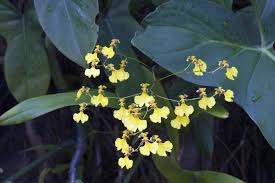 Image result for Ozoroa gomesiana