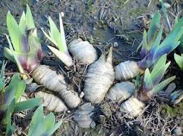 You will need some pruners, a bucket or basket to collect the iris debris and a few moments of time. Iridaceous Pink Artistry Iris Winter Care And Bulbs Vs Rhizomes Iris Garden Growing Irises Iris Flowers