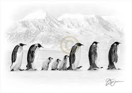 Penguin Artwork Pencil Drawing Print Wildlife Art Etsy Penguin Artwork Pencil Drawings Penguin Art
