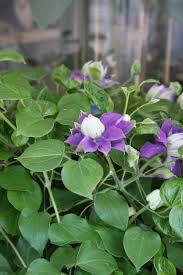 Check spelling or type a new query. Clematis Kiri Te Kanawa Clematis Clematis Vine Plants