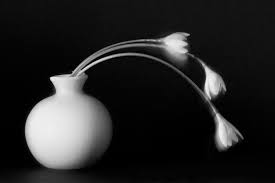 Black And White Still Life Photography Black And White Flowers A Study In Form Black And White Flowers Black And White Vase Black And White