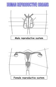 For a reference to the legend of zelda (because that's relevant) and some other works of art, see the rest of the diagrams here. Reproductive System Diagram Male And Female