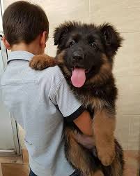 No action may be initiated in any other jurisdiction. German Shepherd Bear Dog Cheap Buy Online