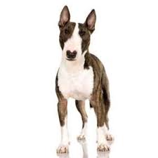 Advertise, sell, buy and rehome staffordshire bull terrier dogs and puppies with pets4homes. Bull Terrier Puppies For Sale By Reputable Breeders Pets4you Com