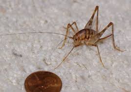 If you suspect a camel cricket infestation in your home, contact a. Probably Camel Cricket But Not Sure Diestrammena Asynamora Bugguide Net