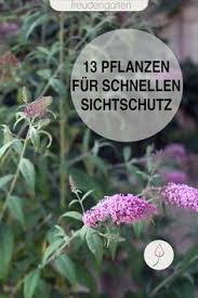 Schnell Wachsende Pflanzen Als Sichtschutz Fast Growing Plants Growing Plants Garden Types