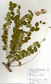 Image result for Phyllanthus engleri