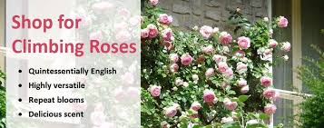 Plant or transplant rose bushed before they have begun to break their leaf buds in the very early spring. Guide To Climbing Roses Jackson S Online Garden Centre