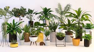 Plants 3d Model In 2020 Plants Room With Plants 3d Model