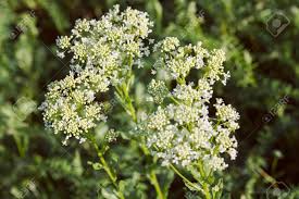 Maybe you would like to learn more about one of these? High Plants With Small White Flowers In The Field Note Shallow Depth Of Field Stock Photo Picture And Royalty Free Image Image 86613050
