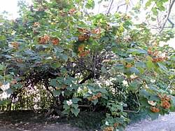 Image result for Dombeya burgessiae