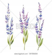 I always keep on experimenting with my drawing skills to come up with something easy and simple. Watercolor Lavender Image Photo Free Trial Bigstock