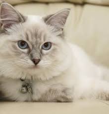 Riterags ragdolls is a breeder of show quality cats from supreme grand champion lines. Ragdoll Kittens For Sale Adoptapet Com