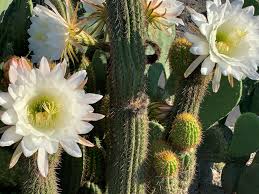 Set of tropic succulents and flowering plants. Here S My Cactus Beauties With Gorgeous Large White Flowers Cactus