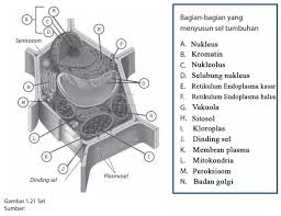 Dinding sel atau yang biasa disebut tembok sel merupakan lapisan di luar membran sel yang mengelilingi jenis sel tertentu. Kunci Jawaban Uji Kompetensi Tentang Sel Identifikasi Bagian Sel Yuk Belajar