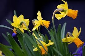 Elegant And Graceful The Cyclamineus Or Miniature Daffodils Feature Small Flowers One Per Stem With Slightly To Strongly Swept Ba Daffodils Narcissus Plants