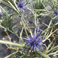Image result for Wahlenbergia paludicola