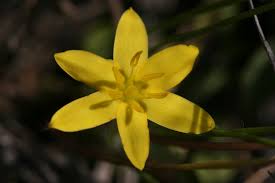 Image result for Hypoxis