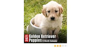 Puppies are limited akc registration, which means they are adpoted as beloved pets and not for breeding purposes. Calendar 2021 Golden Retriever Puppies Cute Golden Retriever Puppy Photos Monthly Mini Calendar With Inspirational Quotes Each Month Mini Calendars Retrieverz 9798667089018 Amazon Com Books