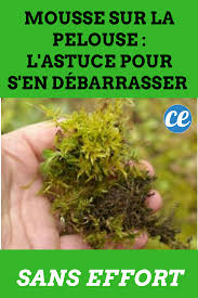 Mousse Sur La Pelouse L Astuce Pour S En Debarrasser Sans Effort Pelouse Et Jardin Arrosage Jardin Astuce Jardinage