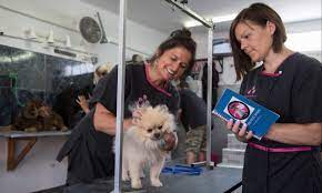 We also offer in house boarding for your small pets at brambles pet hotel. Dog Grooming Courses Dog Cat Grooming Training With Uk Teacher