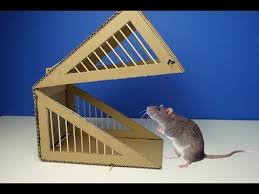 Wow Bird Trap Using Paper Box How To Make Simple Bird Trap In My Village Youtube Rat Traps Rats Bird Trap