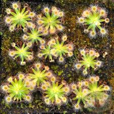 Image result for Drosera pilosa