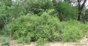 Image result for Azima tetracantha