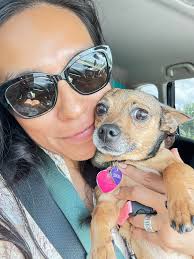 Lovely Lenore ❤️ is a 2 year old brown tabby with some white markings.  Lenore is pretty calm and loves to nap in her cubby