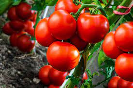 For example, the sun gold tomato from johnny's selected seeds is an indeterminate cherry tomato variety. What Are Determinate And Indeterminate Tomatoes