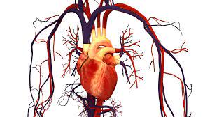 The systemic circulation system is the most commonly illustrated of the systems that make up the circulatory system as it is the largest. Cardiovascular System Circulatory System Parts And Functions