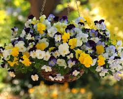 Check spelling or type a new query. Hanging Flower Baskets 5 Secrets The Pros Use The Garden Glove