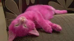 Everyone Thinks This Cat Died From Being Dyed Pink But Owner Lena Lenina Says It Is Alive And Well Huffpost Uk Life