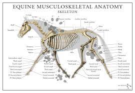 These horse anatomy diagrams are a great overview and introduction to the vast study of equine anatomy. Equine Skeletal System Poster Horse Anatomy Skeletal System Anatomy Skeletal System