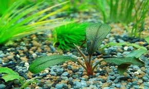 Bettas come from heavily planted areas like rice patties and streams, and as tiny creatures naturally rely on them for security and movement. 12 Best Plants For Betta Fish Live And Fake Plants Fish Tank Magazine