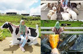 Kundasang merupakan daerah kecil yang terletak berdekatan dengan ranau. Trip 6 Hari 5 Malam Ke Tempat Menarik Kundasang Ranau Sabah