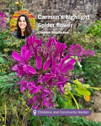 Image result for Cleome houtteana