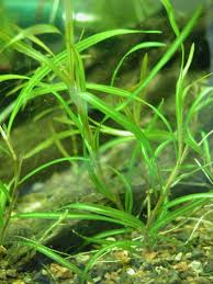 Image result for Potamogeton