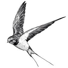 Illustrating Obituaries Swallow Bird Tattoos Swallow Tattoo Sparrow Tattoo