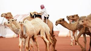 It's beauty pageant season in saudi arabia and it's big business. A Look Inside Saudi Arabia S Camel Beauty Pageants Scoop Empire