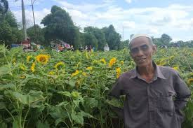 Awalnya, sang pemilik menanam bunga matahari untuk melindungi tanaman cabai dari terpaan angin. Melihat Kebun Bunga Matahari Di Tangerang Yang Viral