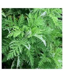 Image result for Artemisia afra