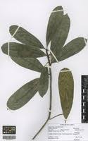 Image result for Ficus scassellatii