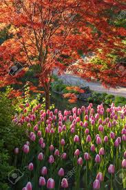 Ist ein gemeinnütziger verein um die gemeinschaft zwischen allen menschen aller. Japanischer Ahorn Mit Leuchtend Roten Blattern Und Rosa Tulpen In Einem Botanischen Garten Lizenzfreie Fotos Bilder Und Stock Fotografie Image 19381599