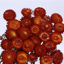 Image result for Helichrysum brassii