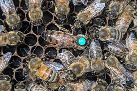 Image result for Queen bee