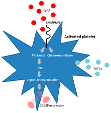 Ijms Free Full Text Extracellular Matrix Metalloproteinase Inducer Emmprin Cd147 In Cardiovascular Disease Html