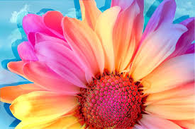 Bentuk dan warnanya seperti bunga matahari pada umumnya, yaitu berwarna kuning dan bagian tengahnya yang berwarna kecoklatan. Halaman Download Warna Warni Bunga Matahari Alam Gambar Gratis Di Pixabay