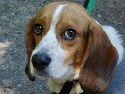 Beagle Dog For Adoption In Millerstown Pennsylvania Usher In Millerstown Pennsylvania Dog Adoption Rescue Dogs For Adoption Beagle Dog
